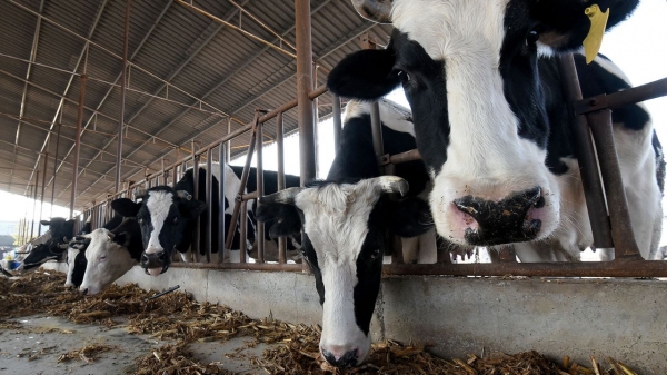 중국 허베이성 한단 지역 축산 농가에서 사육 중인 젖소들 [사진 = CNN]